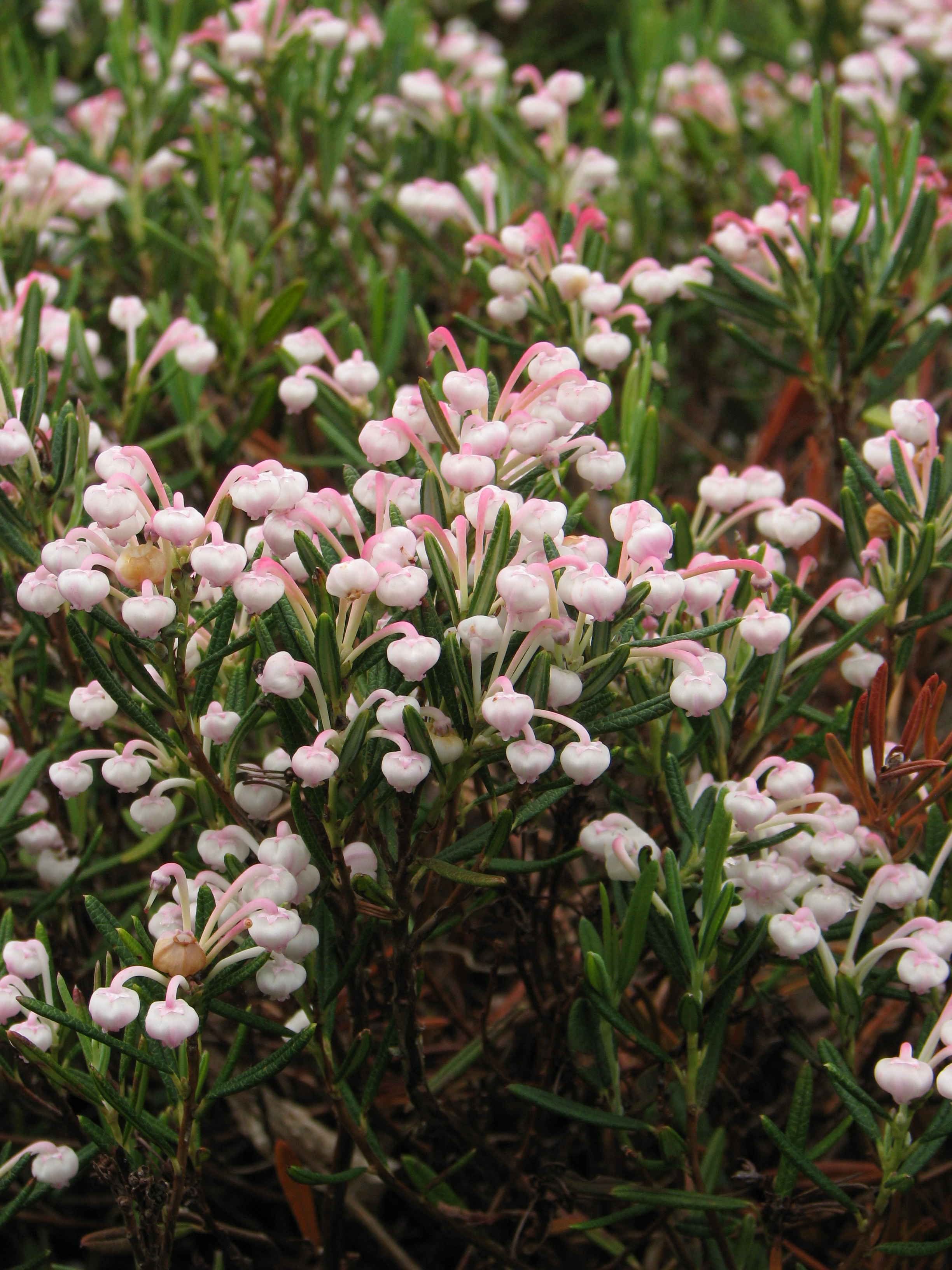 Andromeda polifolia 'Compacta'